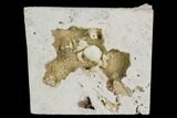 Fossil Crab (Potamon) Preserved in Travertine - Turkey #121370-1